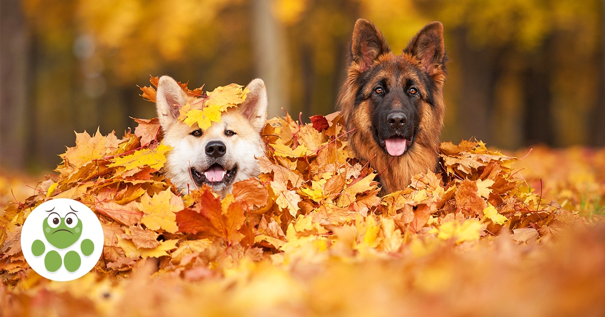 Les Risques De L'automne Pour Votre Animal - Wamine