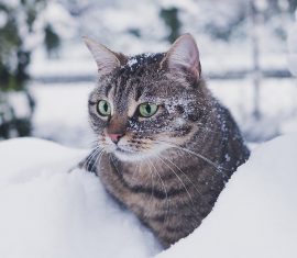 Chat dans la neige